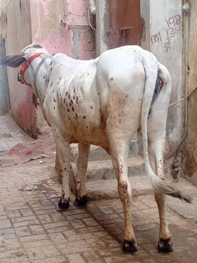 Jodi For Sale Qubani 2026