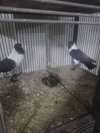 bohat achy joray hyn