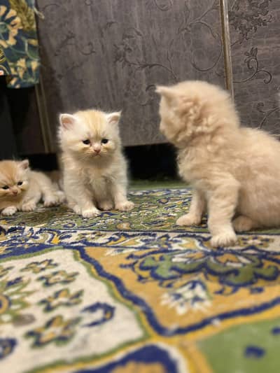 Persian kittens available!!