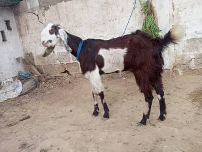 Goat along with female kid - Bakri
