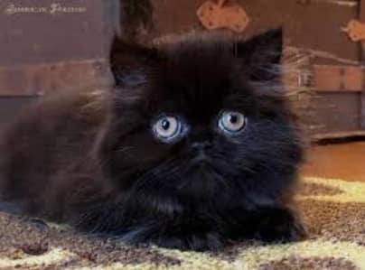 Heavy coated punch to piki face