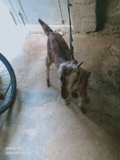 ek bakri aur ek baccha