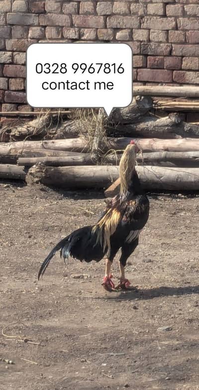 aseel mianwali for sale.