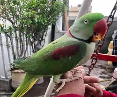 Kashmir Raw Parrot ful talking parrot face to face ful handtamed big