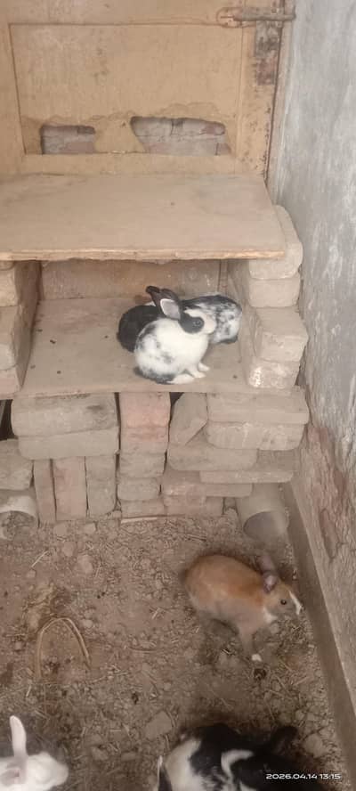 simple rabbit