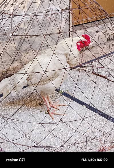 aseel heera and Thai dragon x guarantee chicks