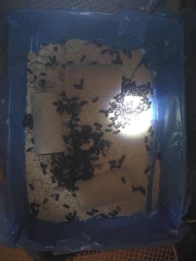 PURE ORGANIC MEALWORMS