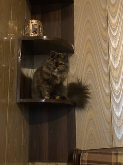 Female Persian Cat