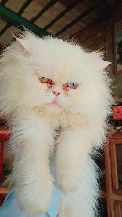 Bao jee Kitten Gallery 