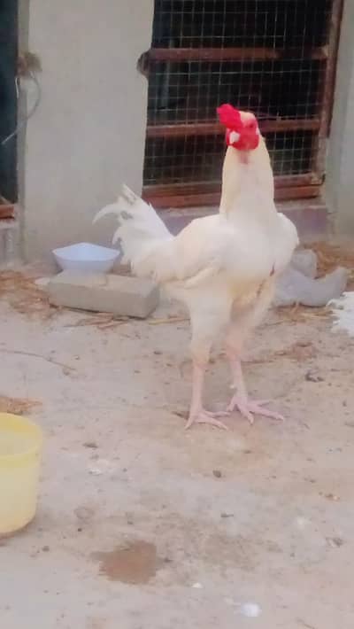 Urgent Hera Murga sale krna he