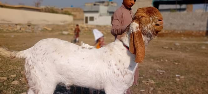 makhi cheena | rajan puri | Bakra | Goat | Qurbani | 2 Dant | بکرا