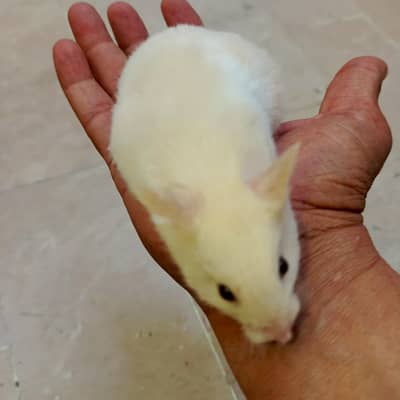 hamster baby  available in sadiqabad  RYK