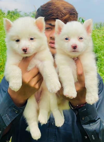 Russian pink nose pupy | Russian pair for sale