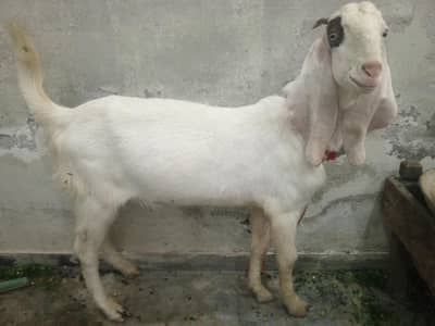 Full healthy and active (03004395502)