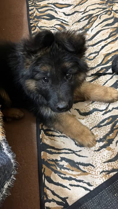 Long coat available for new home puppy