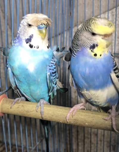 HoGoRomo bajri pair blue oplines love birds pair