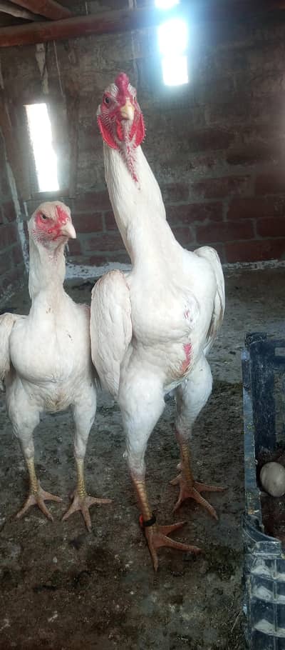 jarman shamo ka pair panas murgha 0335,1475747