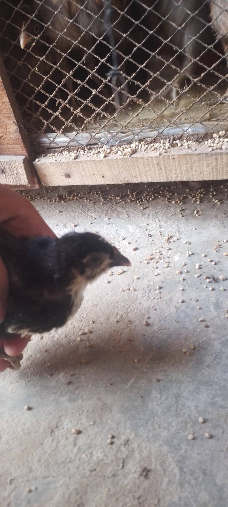 دیسی چوزے 12