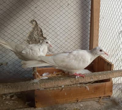 I Want Sale the Breeders pairs of dove's  in urgently. .