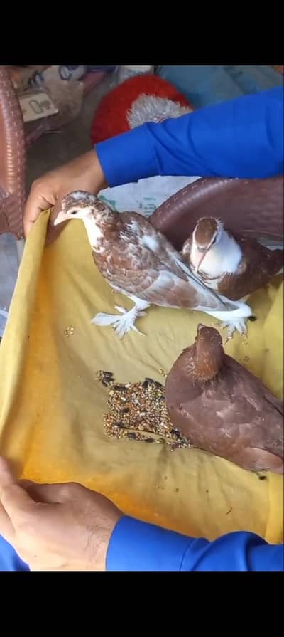 Hand Tame chicks for available