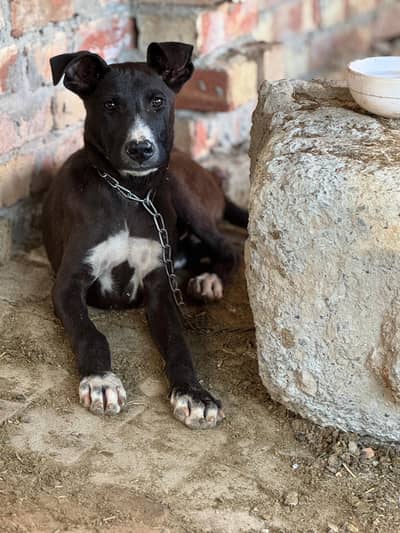 gultair male (03071069008)