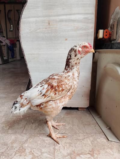 phulya murgi white nok nali