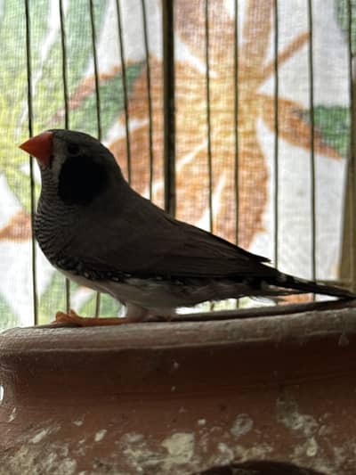 Zebra finch