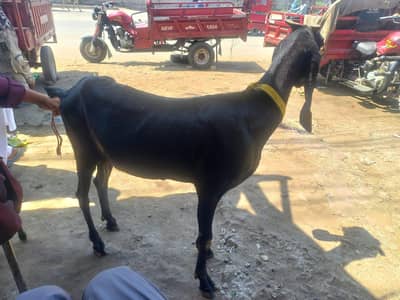 bakri