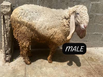 KAJLA MALE OR MUNDRI FEMALE