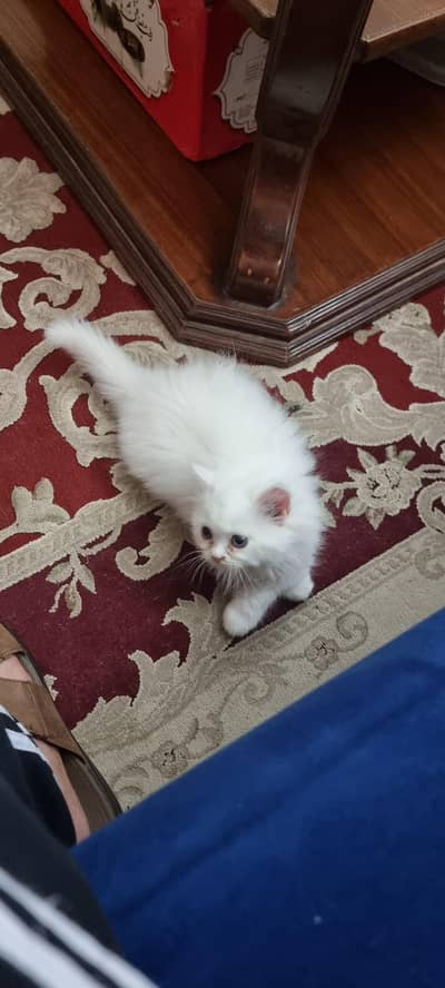 Persian kitten Cat,