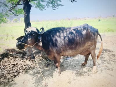 2ماہ کی سوئ ہوئ پیھچے کٹا 4سوا سوئ دودھ12کلو