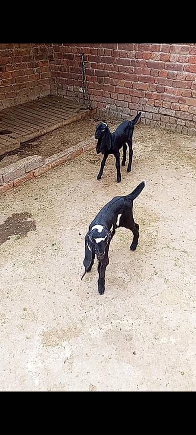 Black Amertsari Bachon ke jori