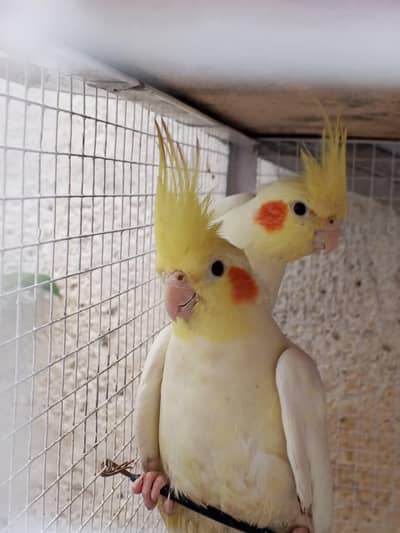 Common lotino cocktail pair