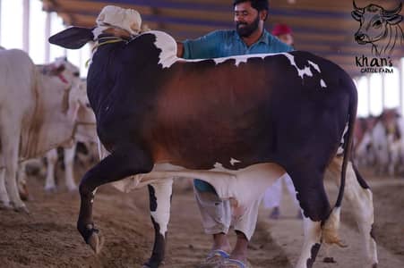 Bachra | Desi bachrey | Qurbani ka janwar | Qurbani 2026 Ablak | Palai