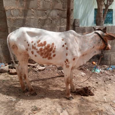 2 dnt ghr ka pala hoa mall haii