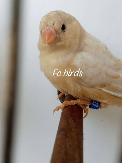 Aheey