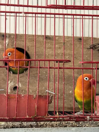 Love birds