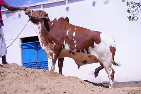 Cholistani & Ablak Bachrey | Qurbani janwar | Palai Service | Healthy