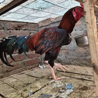 mainwali aseel murga for sale