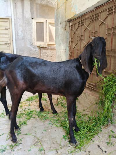 vvip bakery for sale