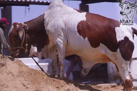 Bachra | Desi bachrey | Qurbani janwar | Qurbani 2026 | Palai service