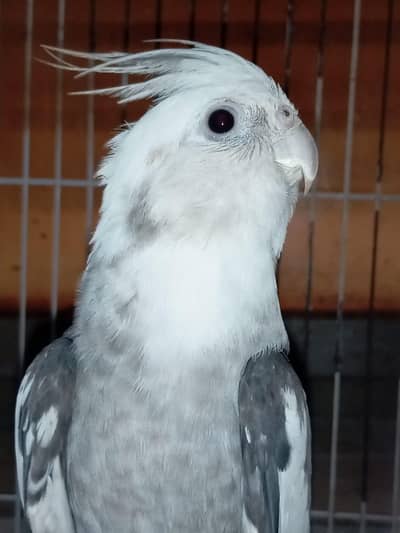 Male Cockatiel Parrot For Sale with Huge Cage