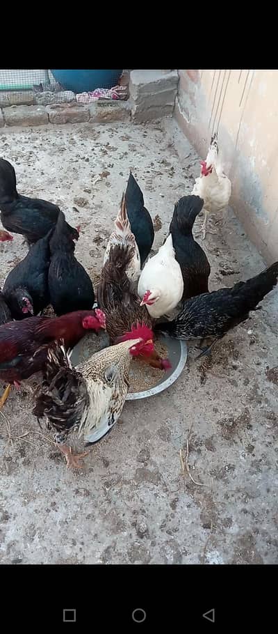 Golden misri eggs laying hens  gor sale .