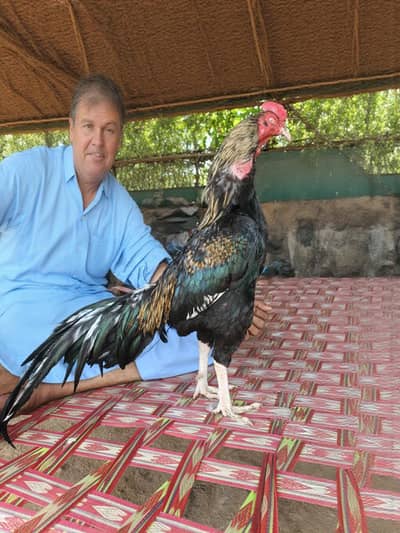 Aseel beautiful mainwali