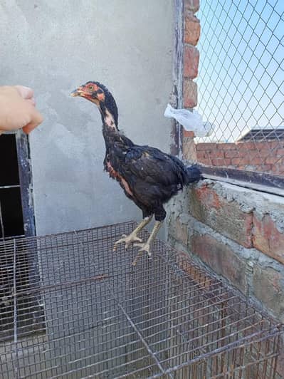 Aseel chicks available for sale