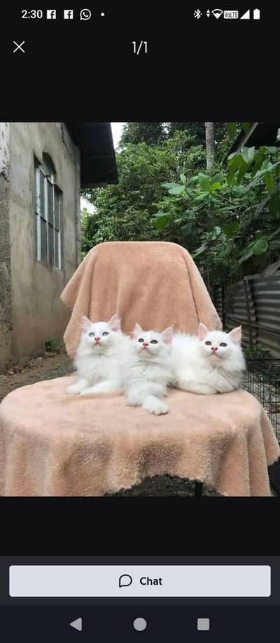 Persian cat for sale 2 month age Whatsapp no O349OO36896