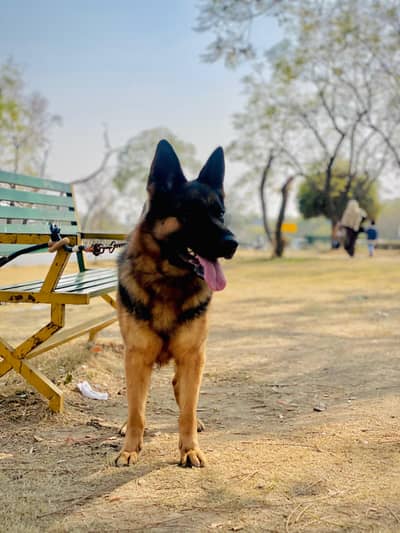 German Shepherd Female for sale
