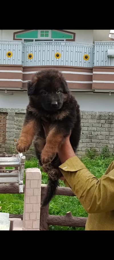 German Shepherd Puppy (Son of Hiktar) – 50 Days Old – Mardan