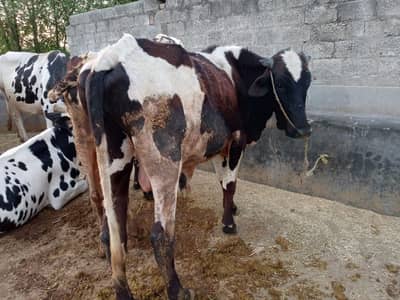 Bachra | Katta | Wacha | Cow | Qurbani k janwar | Bulls | بھنس | گائے