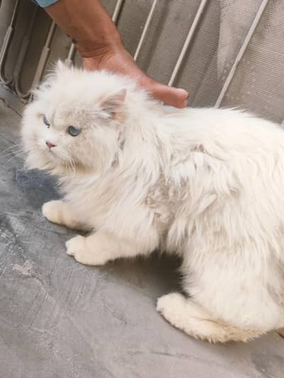 Persian cat high Quality